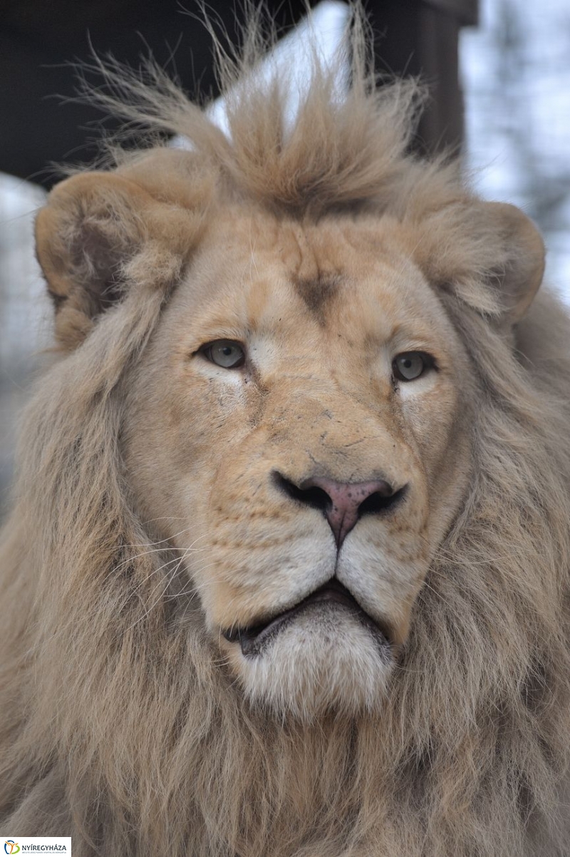 Fehér oroszlánkölykök az Állatparkban - fotó Szarka Lajos