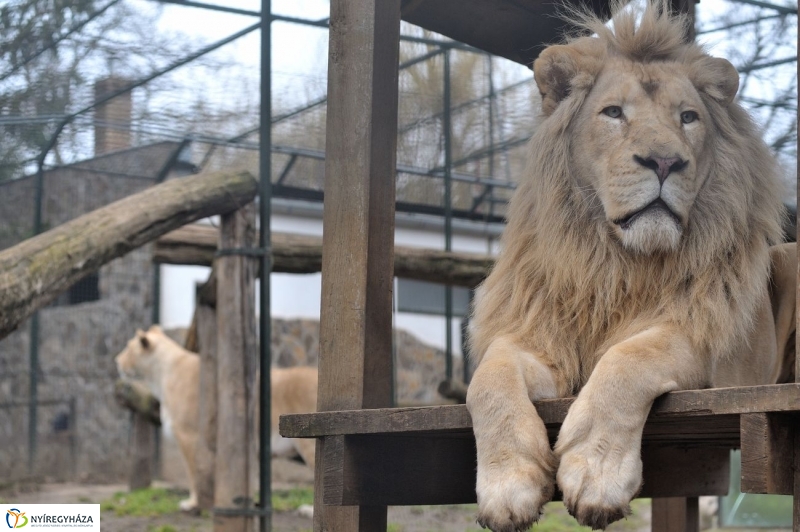 Fehér oroszlánkölykök az Állatparkban - fotó Szarka Lajos