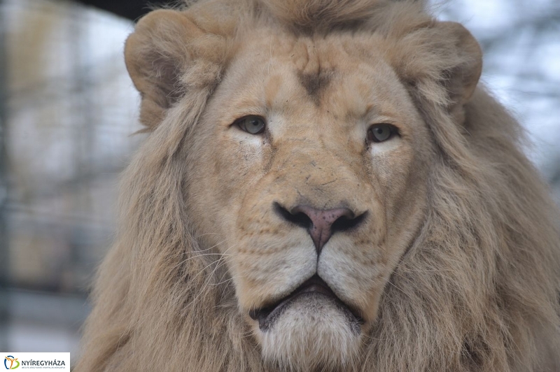 Fehér oroszlánkölykök az Állatparkban - fotó Szarka Lajos