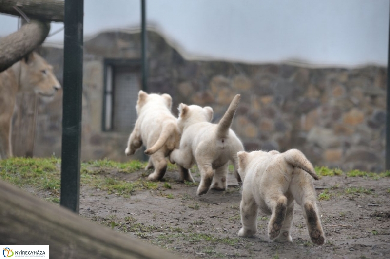 Fehér oroszlánkölykök az Állatparkban - fotó Szarka Lajos