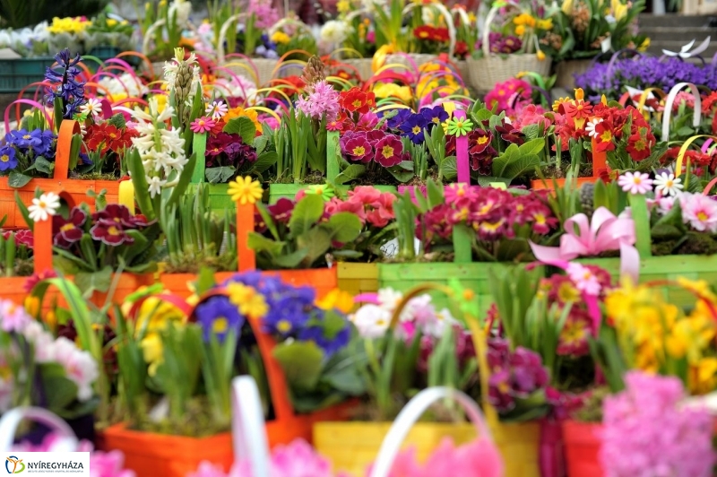 Nőnapra hangolva - fotó Szarka Lajos