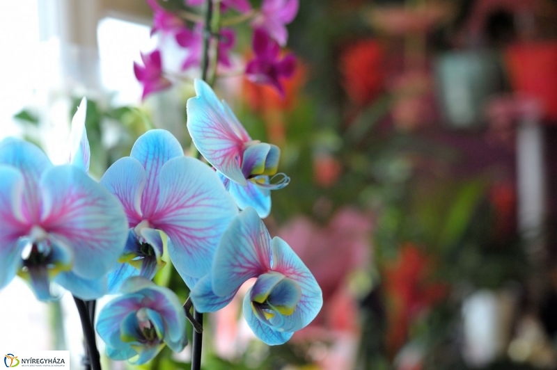 Nőnapra hangolva - fotó Szarka Lajos