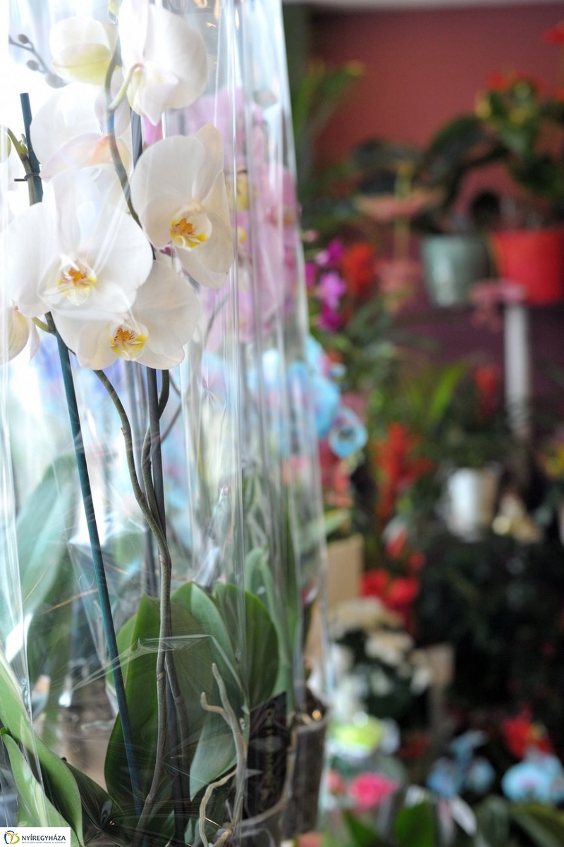 Nőnapra hangolva - fotó Szarka Lajos