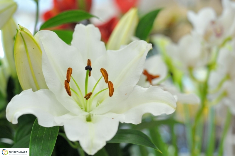 Nőnapra hangolva - fotó Szarka Lajos