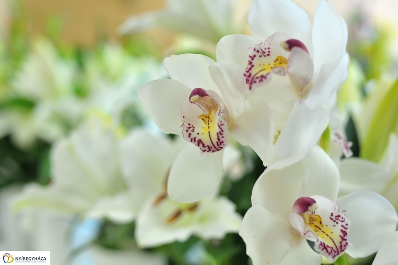 Nőnapra hangolva - fotó Szarka Lajos