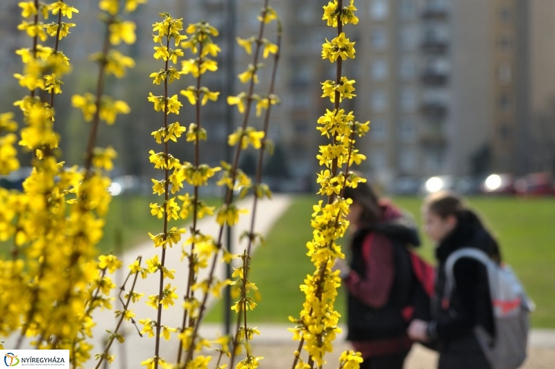 Örökösföldi tavasz kezdet - fotó Szarka Lajos