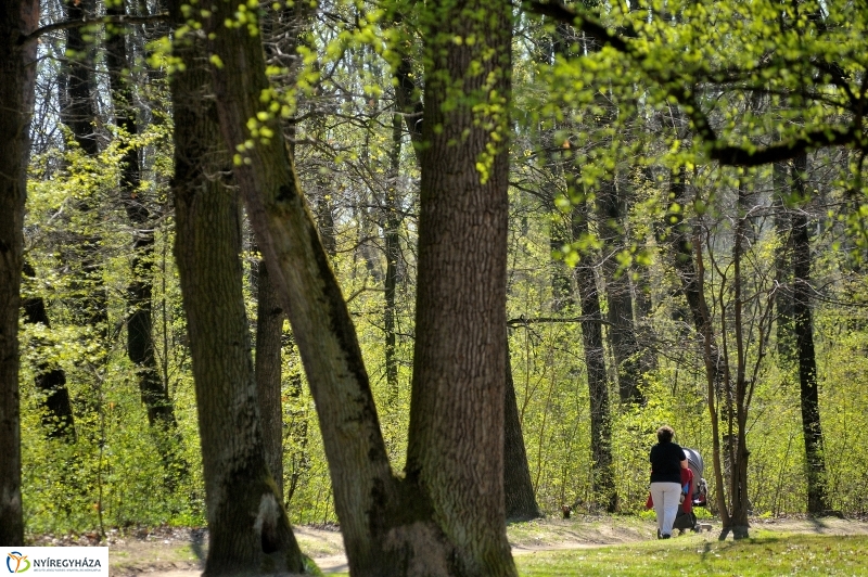 Tavasz a Sóstói Parkerdőben - fotó Szarka Lajos