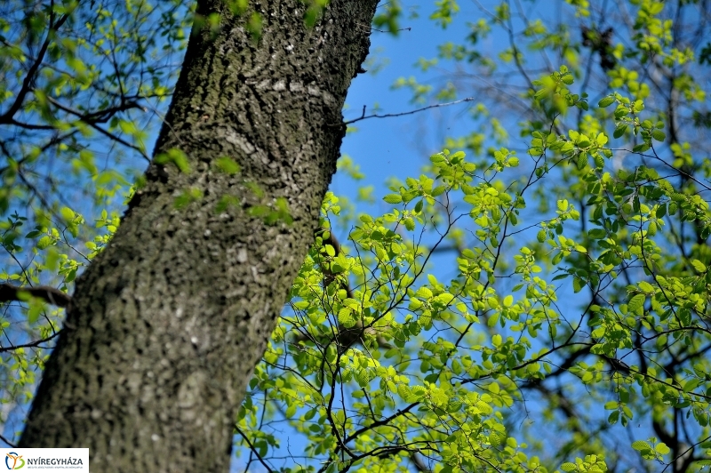 Tavasz a Sóstói Parkerdőben - fotó Szarka Lajos