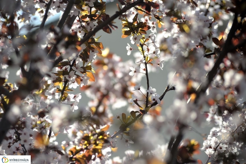 Tavaszi pillanatok - fotó Szarka Lajos