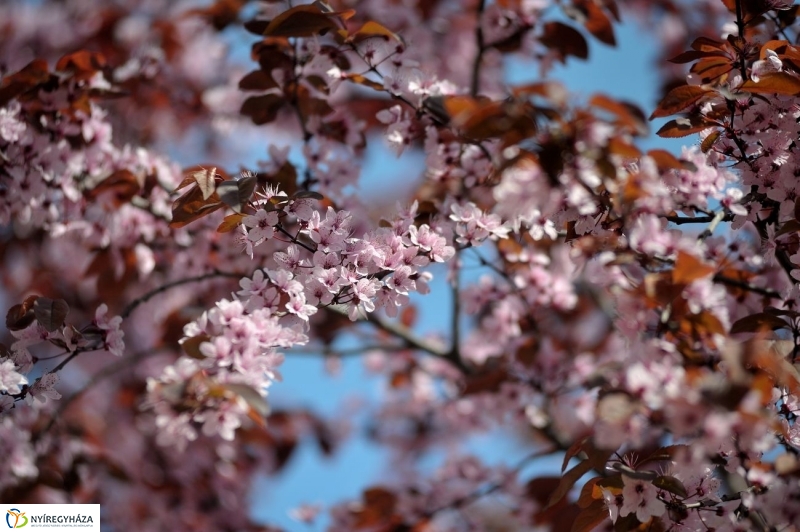 Tavaszi pillanatok - fotó Szarka Lajos