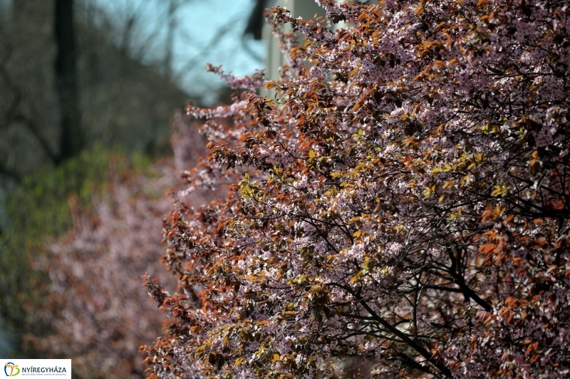 Tavaszi pillanatok - fotó Szarka Lajos
