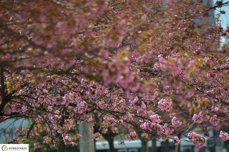 Tavaszi pillanatok - fotó Szarka Lajos