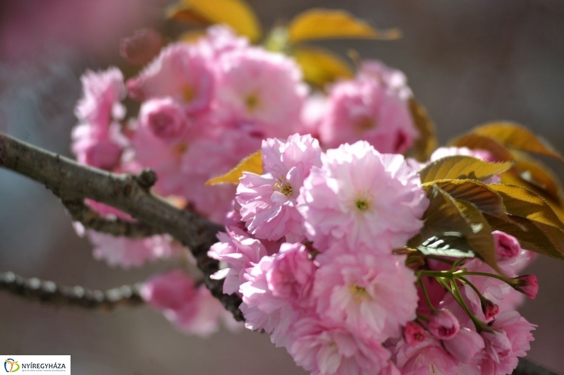 Tavaszi pillanatok - fotó Szarka Lajos