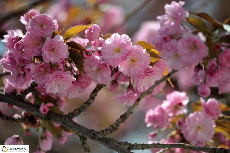 Tavaszi pillanatok - fotó Szarka Lajos