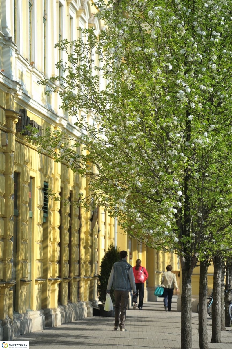 Tavaszi pillanatok - fotó Szarka Lajos