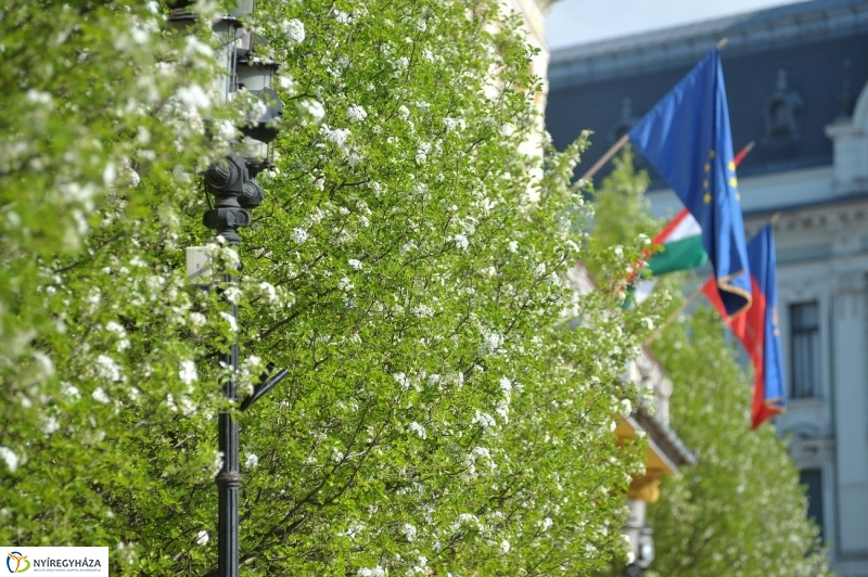 Tavaszi pillanatok - fotó Szarka Lajos