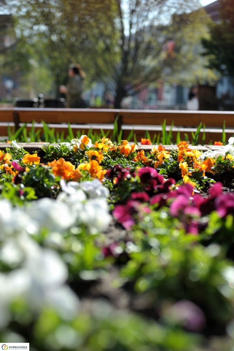 Tavaszi pillanatok - fotó Szarka Lajos