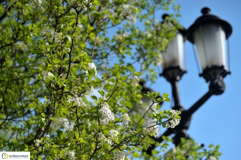 Tavaszi pillanatok - fotó Szarka Lajos