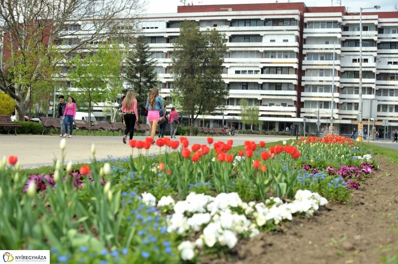Tavaszi pillanatok - fotó Szarka Lajos
