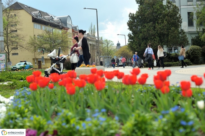 Tavaszi pillanatok - fotó Szarka Lajos
