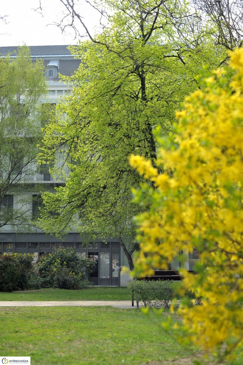 Tavaszi pillanatok - fotó Szarka Lajos