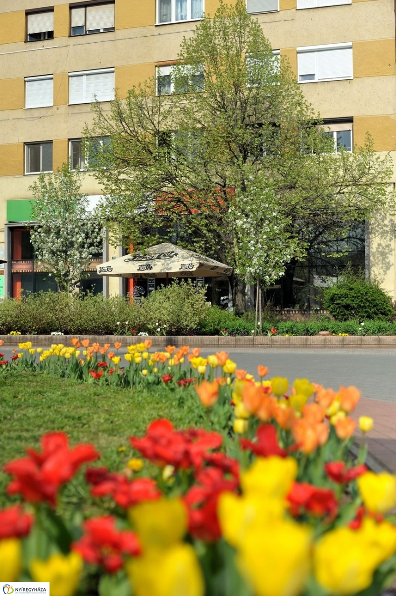 Tavaszi pillanatok - fotó Szarka Lajos