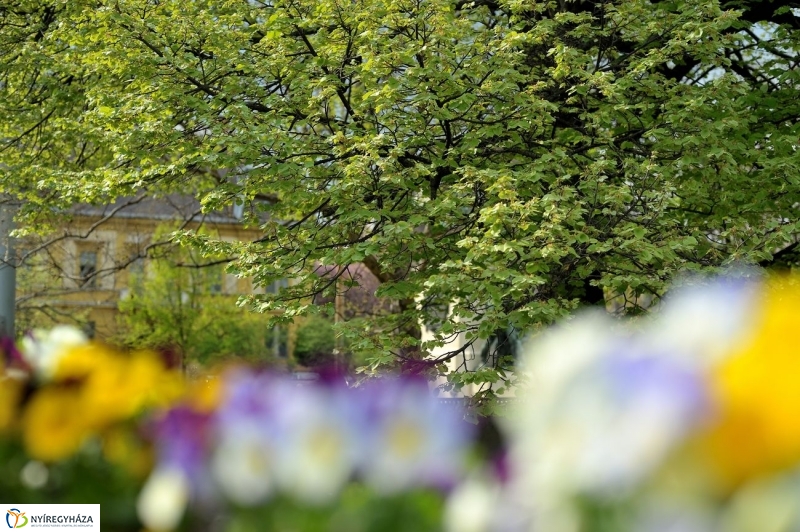 Tavaszi pillanatok - fotó Szarka Lajos