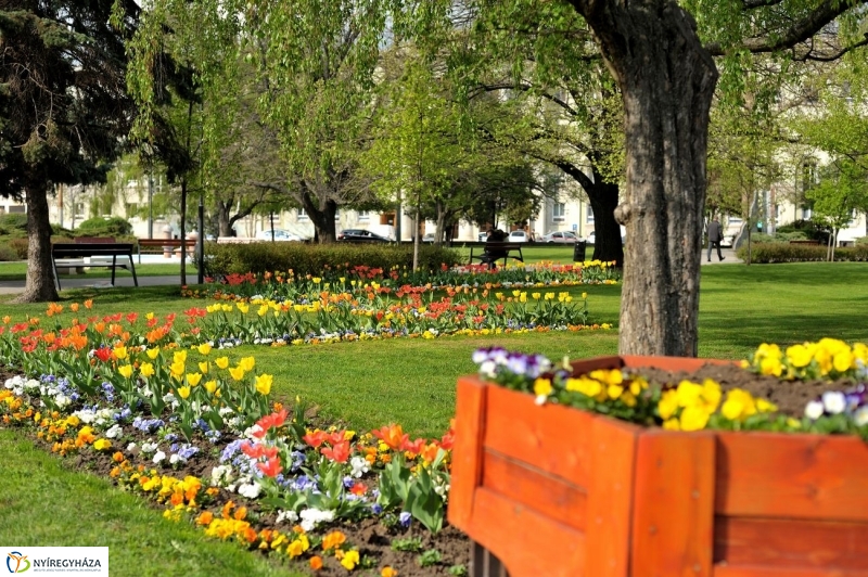 Tavaszi pillanatok - fotó Szarka Lajos