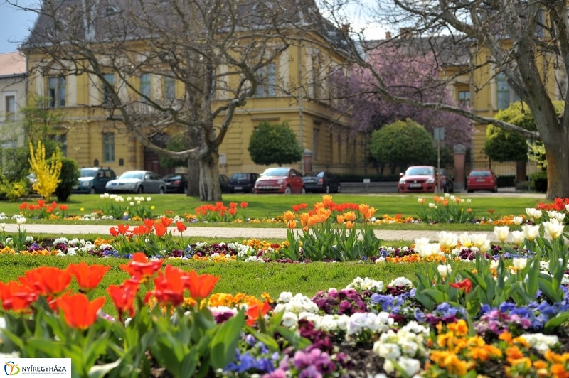 Tavaszi pillanatok - fotó Szarka Lajos