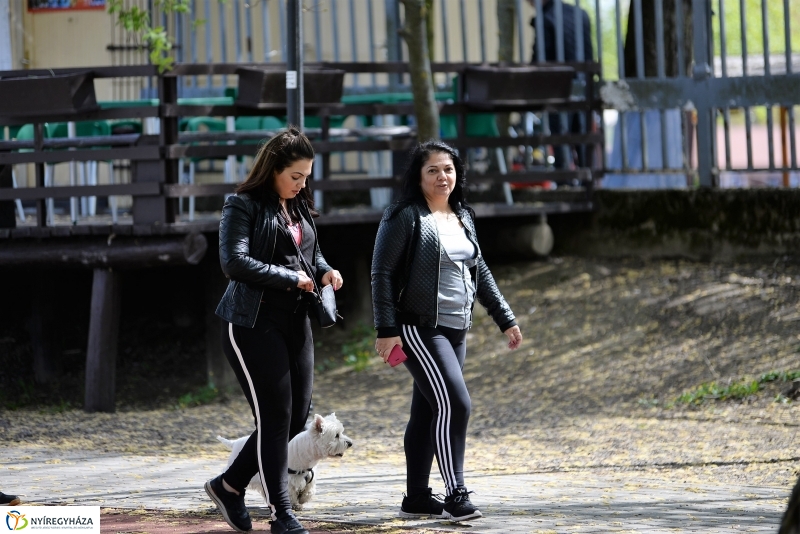 Kizöldült a Sóstó