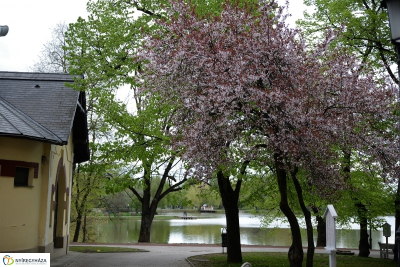 Kizöldült a Sóstó