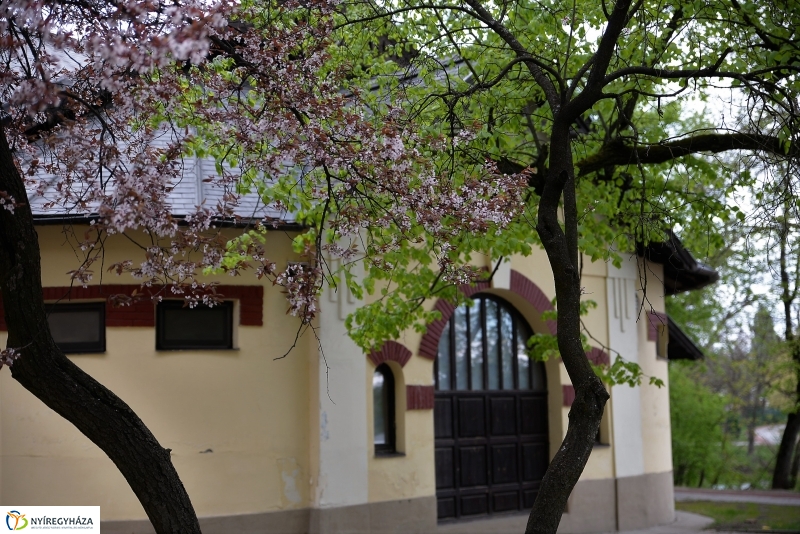 Kizöldült a Sóstó