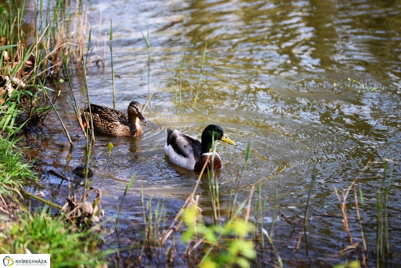Kizöldült a Sóstó