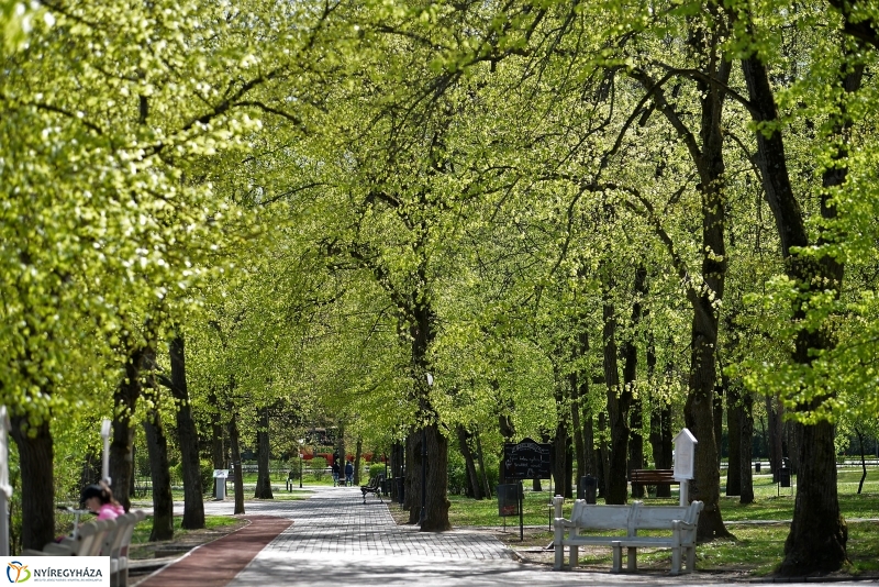 Kizöldült a Sóstó