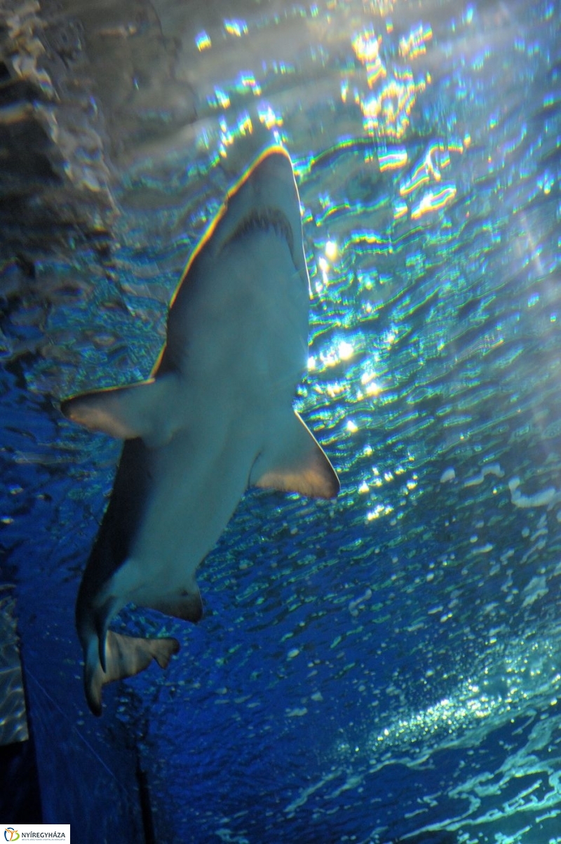 Állatparki kulisszák - fotó Szarka Lajos