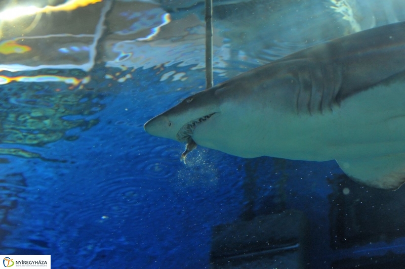 Állatparki kulisszák - fotó Szarka Lajos