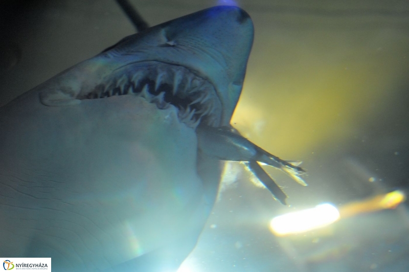 Állatparki kulisszák - fotó Szarka Lajos