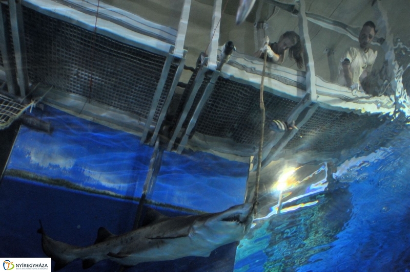 Állatparki kulisszák - fotó Szarka Lajos