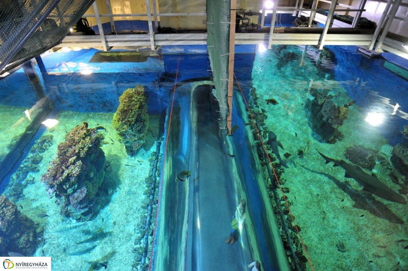 Állatparki kulisszák - fotó Szarka Lajos