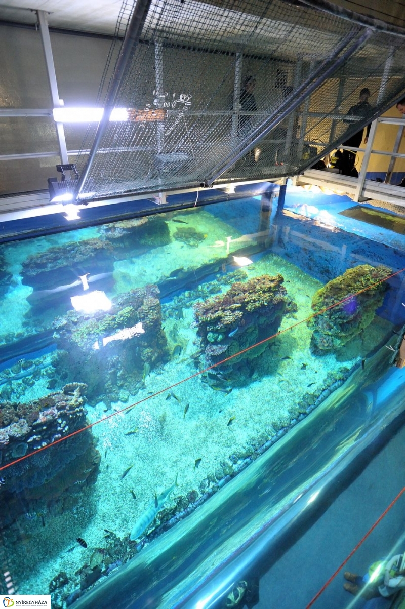 Állatparki kulisszák - fotó Szarka Lajos