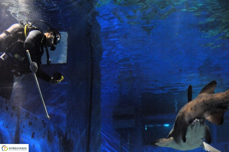 Állatparki kulisszák - fotó Szarka Lajos