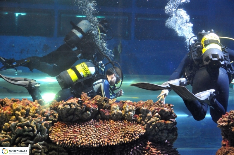 Állatparki kulisszák - fotó Szarka Lajos