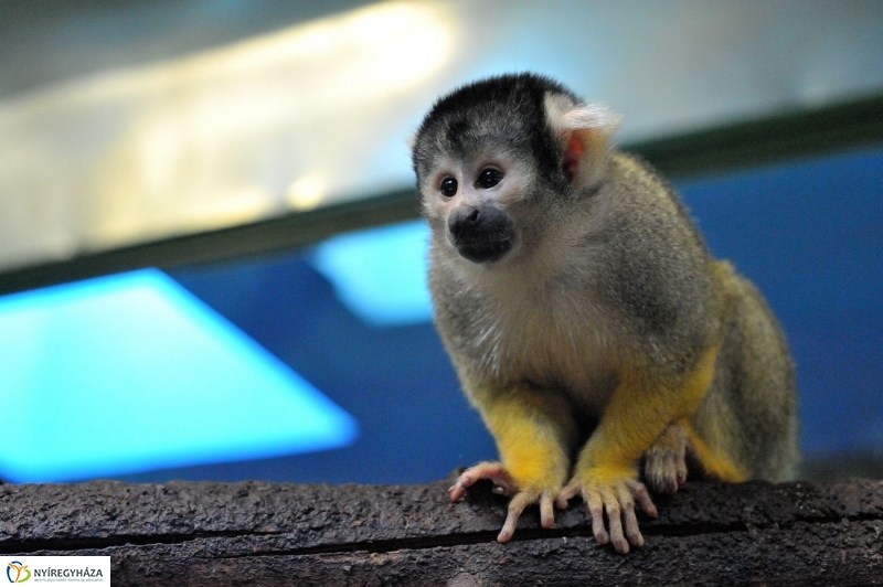 Állatparki kulisszák - fotó Szarka Lajos