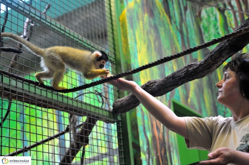 Állatparki kulisszák - fotó Szarka Lajos