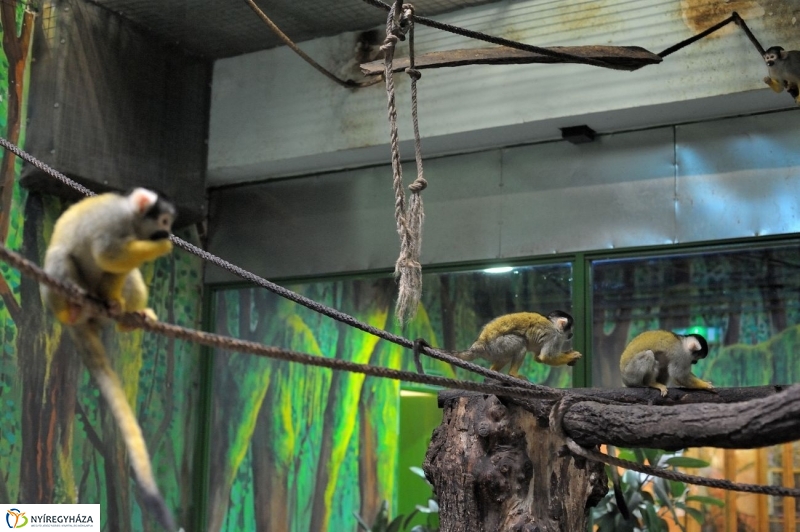 Állatparki kulisszák - fotó Szarka Lajos