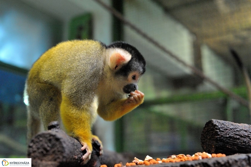 Állatparki kulisszák - fotó Szarka Lajos