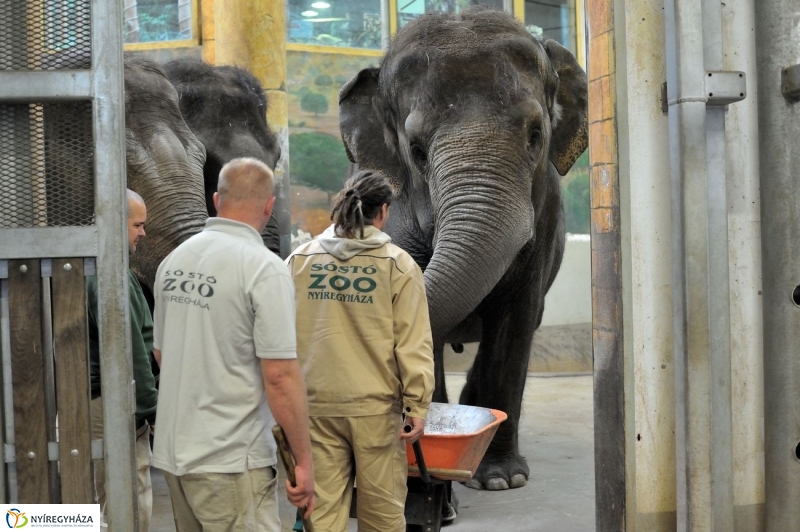 Állatparki kulisszák - fotó Szarka Lajos