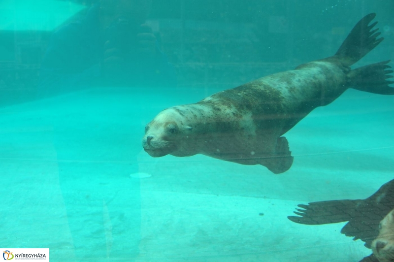 Állatparki kulisszák - fotó Szarka Lajos
