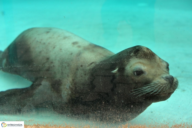Állatparki kulisszák - fotó Szarka Lajos