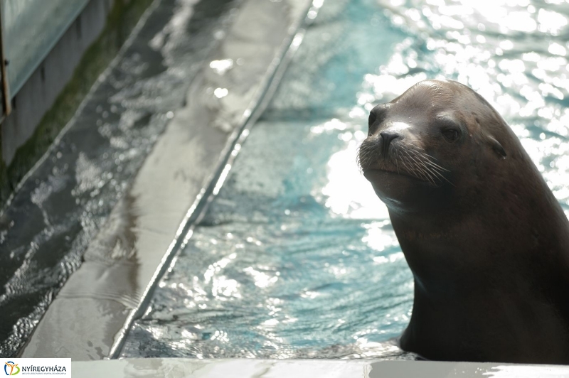 Állatparki kulisszák - fotó Szarka Lajos